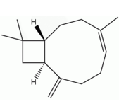 β-石竹烯 CAS:87-44-5 中藥對(duì)照品標(biāo)準(zhǔn)品